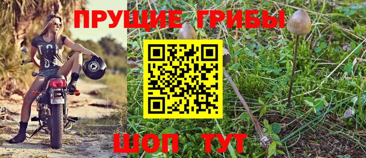 Александров  Псилоцибиновые грибы мицелий  Вход с VPN  наркошоп  Галлюциногенные грибы Psilocybine cubensis 
